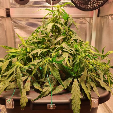 Gorilla Zkittlez Auto growlog timeline photo