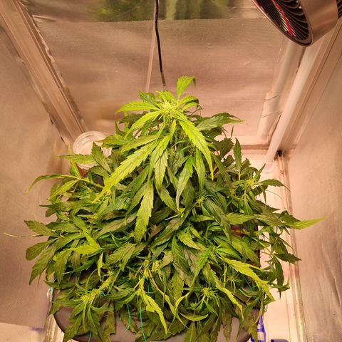 Gorilla Zkittlez Auto growlog timeline photo