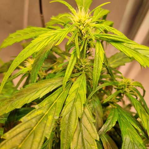 Gorilla Zkittlez Auto growlog timeline photo