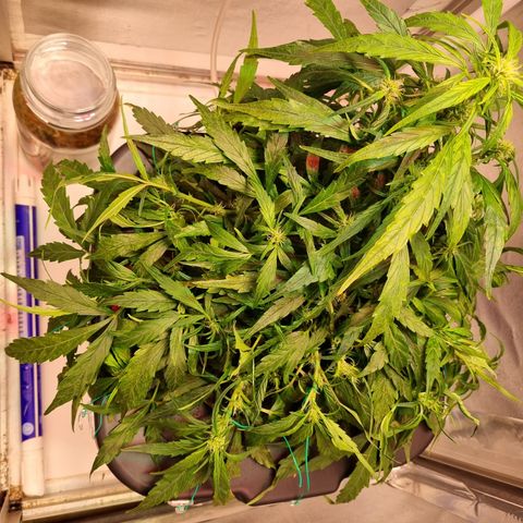 Gorilla Zkittlez Auto growlog timeline photo