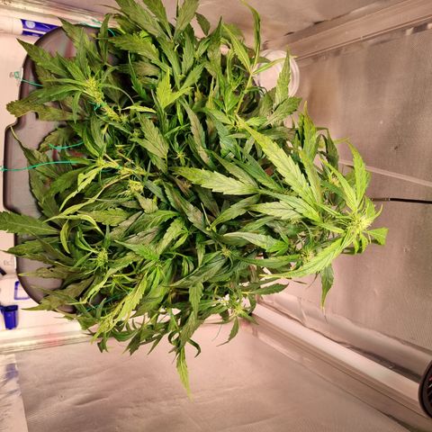 Gorilla Zkittlez Auto growlog timeline photo