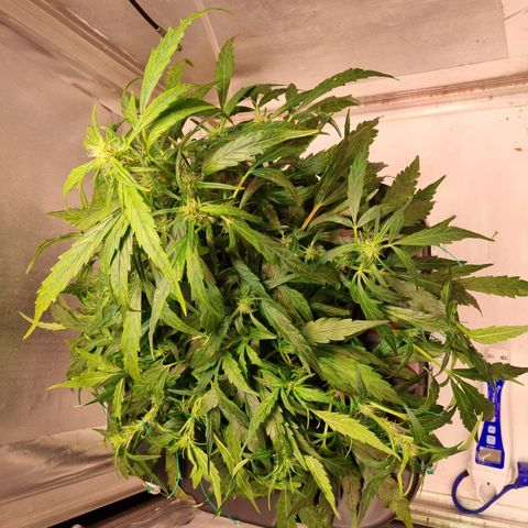 Gorilla Zkittlez Auto growlog timeline photo