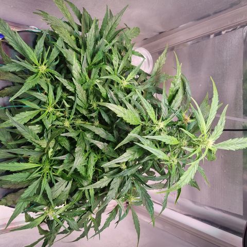Gorilla Zkittlez Auto growlog timeline photo