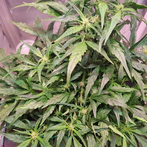 Gorilla Zkittlez Auto growlog timeline photo