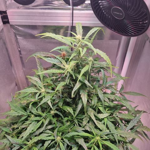 Gorilla Zkittlez Auto growlog timeline photo