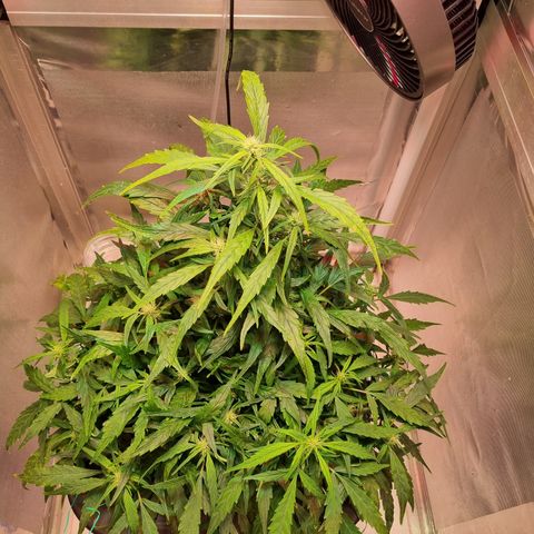 Gorilla Zkittlez Auto growlog timeline photo
