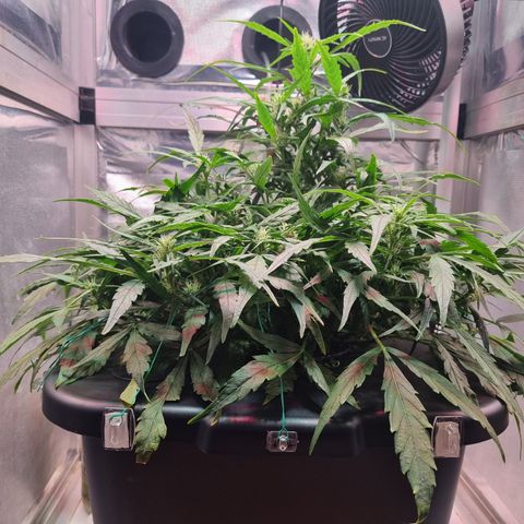 Gorilla Zkittlez Auto growlog timeline photo