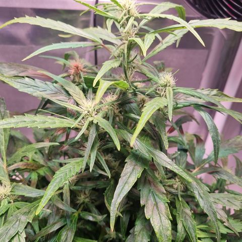 Gorilla Zkittlez Auto growlog timeline photo