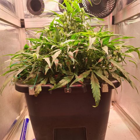 Gorilla Zkittlez Auto growlog timeline photo