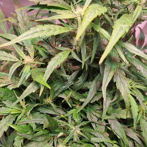 Gorilla Zkittlez Auto growlog timeline photo