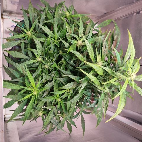 Gorilla Zkittlez Auto growlog timeline photo