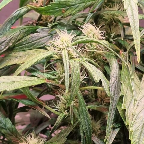 Gorilla Zkittlez Auto growlog timeline photo