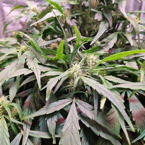 Gorilla Zkittlez Auto growlog timeline photo