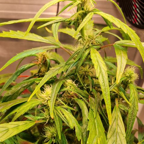 Gorilla Zkittlez Auto growlog timeline photo