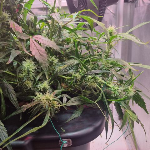 Gorilla Zkittlez Auto growlog timeline photo