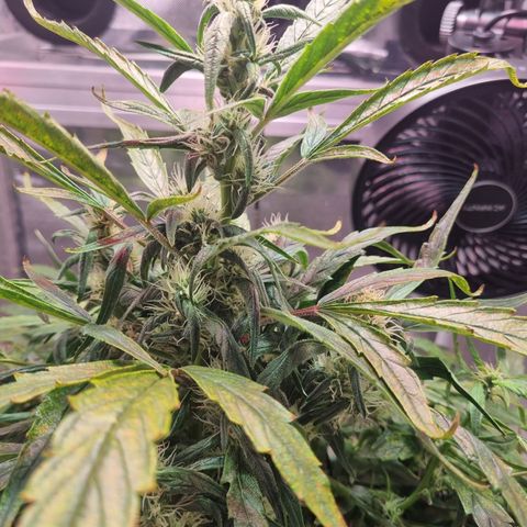 Gorilla Zkittlez Auto growlog timeline photo