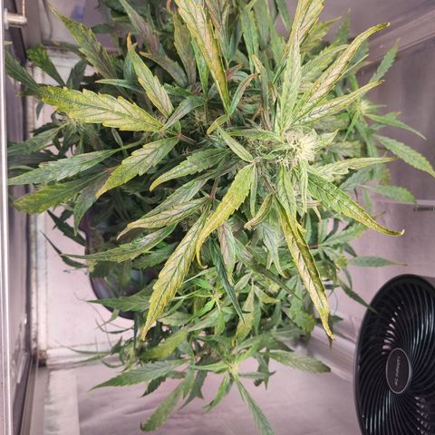 Gorilla Zkittlez Auto growlog timeline photo