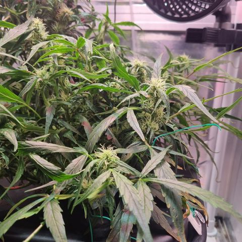 Gorilla Zkittlez Auto growlog timeline photo