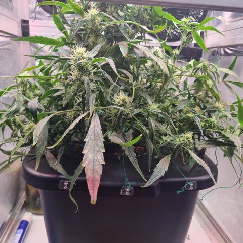 Gorilla Zkittlez Auto growlog timeline photo