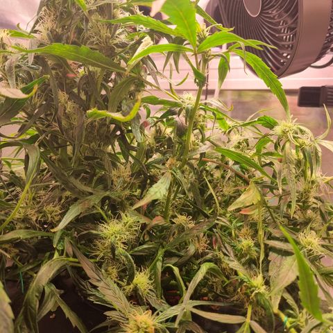 Gorilla Zkittlez Auto growlog timeline photo