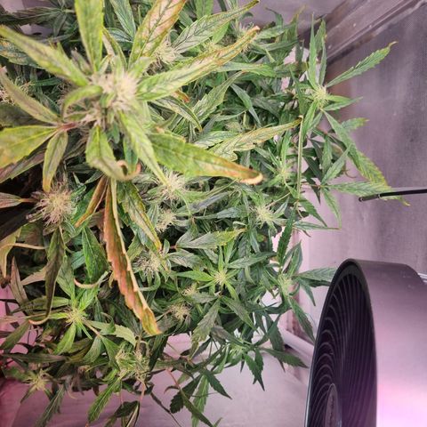 Gorilla Zkittlez Auto growlog timeline photo