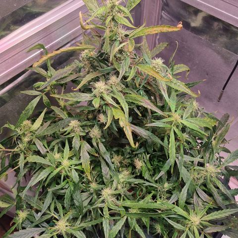 Gorilla Zkittlez Auto growlog timeline photo