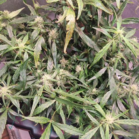 Gorilla Zkittlez Auto growlog timeline photo