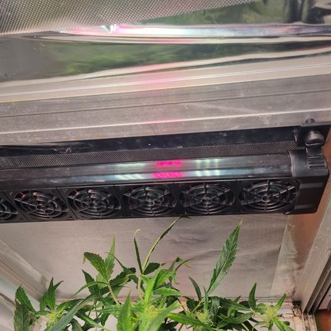 Gorilla Zkittlez Auto growlog timeline photo