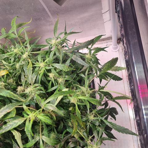 Gorilla Zkittlez Auto growlog timeline photo