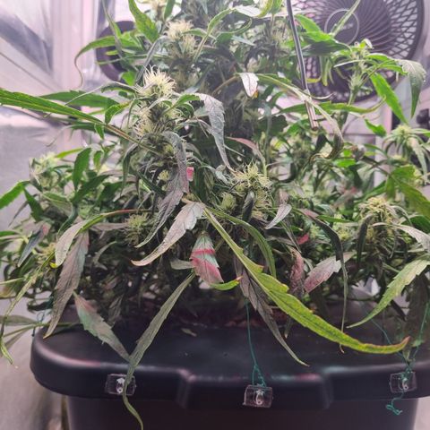 Gorilla Zkittlez Auto growlog timeline photo