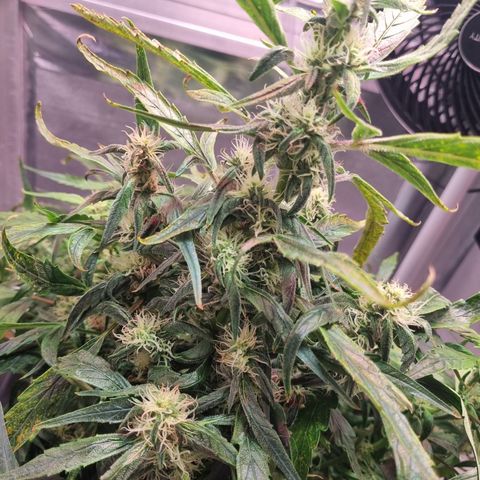 Gorilla Zkittlez Auto growlog timeline photo