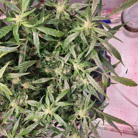 Gorilla Zkittlez Auto growlog timeline photo