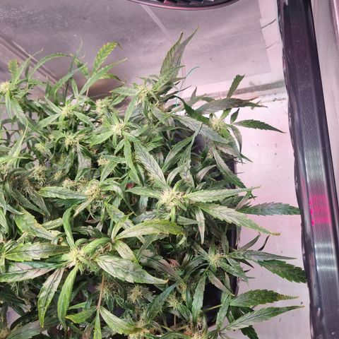 Gorilla Zkittlez Auto growlog timeline photo