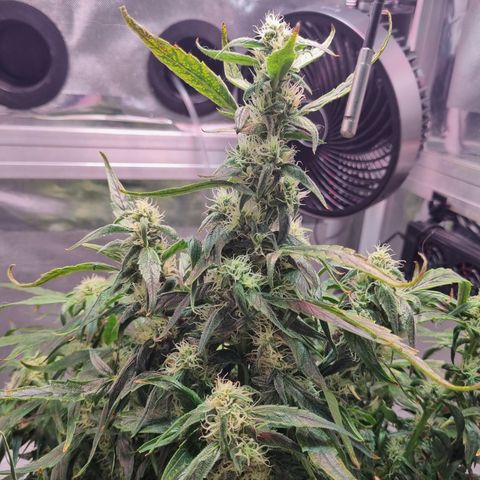 Gorilla Zkittlez Auto growlog timeline photo