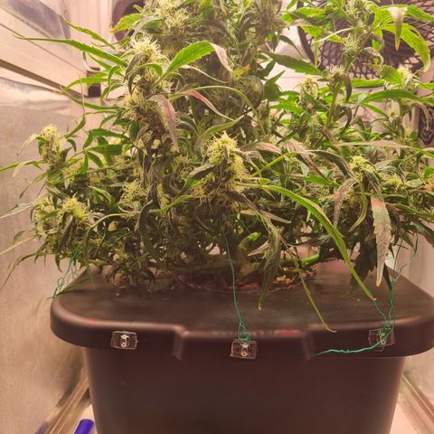 Gorilla Zkittlez Auto growlog timeline photo