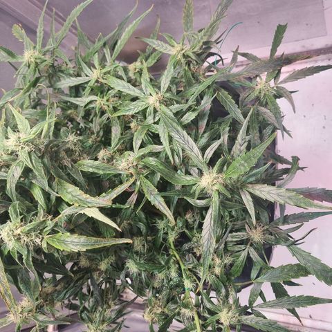 Gorilla Zkittlez Auto growlog timeline photo