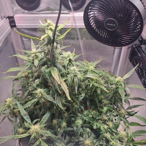 Gorilla Zkittlez Auto growlog timeline photo