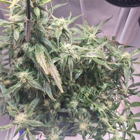 Gorilla Zkittlez Auto growlog timeline photo