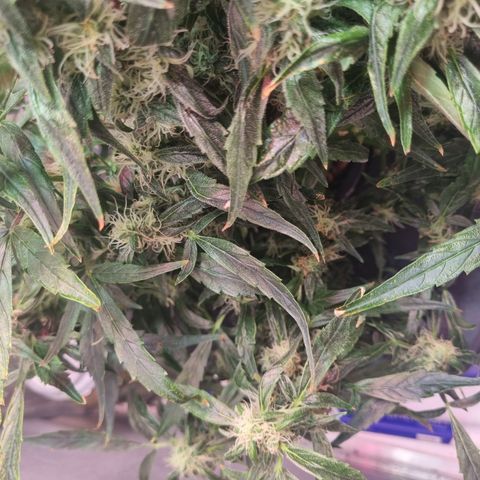Gorilla Zkittlez Auto growlog timeline photo