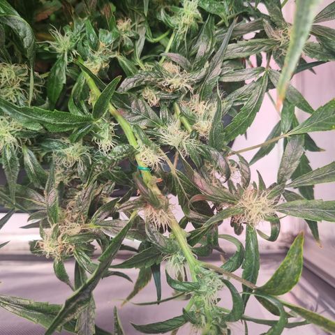 Gorilla Zkittlez Auto growlog timeline photo