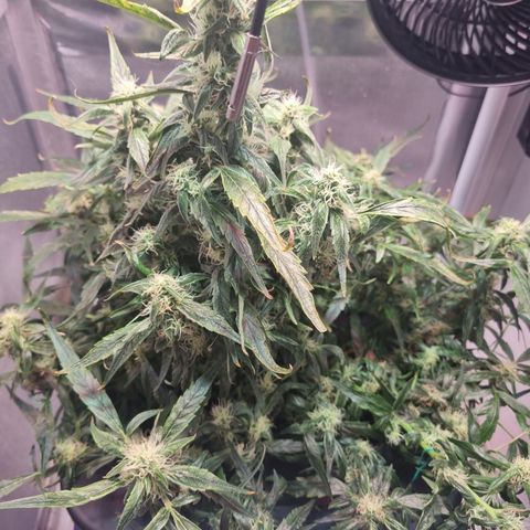 Gorilla Zkittlez Auto growlog timeline photo