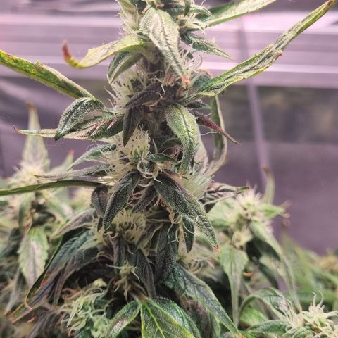 Gorilla Zkittlez Auto growlog timeline photo