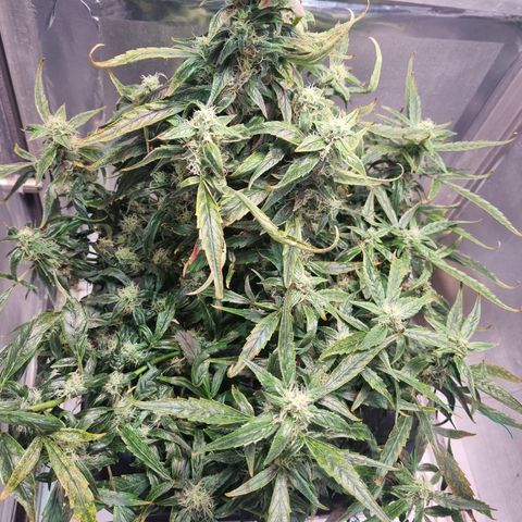 Gorilla Zkittlez Auto growlog timeline photo