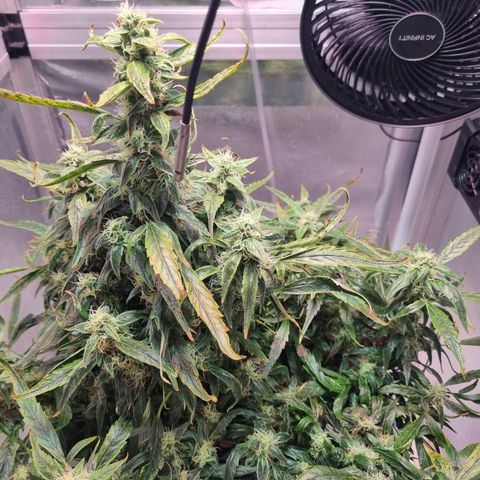 Gorilla Zkittlez Auto growlog timeline photo