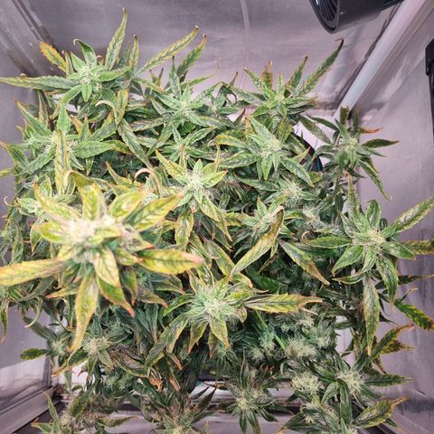 Gorilla Zkittlez Auto growlog timeline photo