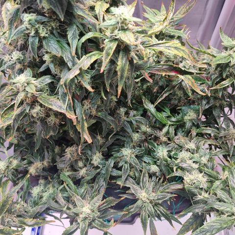 Gorilla Zkittlez Auto growlog timeline photo
