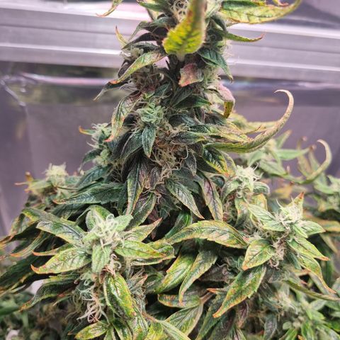 Gorilla Zkittlez Auto growlog timeline photo