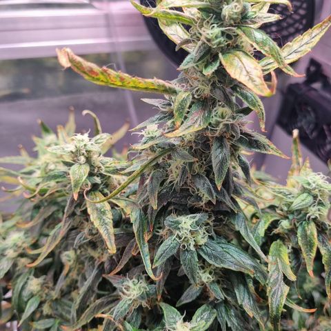 Gorilla Zkittlez Auto growlog timeline photo