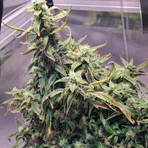 Gorilla Zkittlez Auto growlog timeline photo