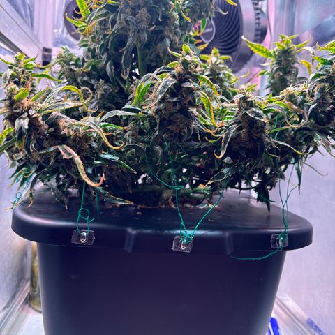 Gorilla Zkittlez Auto growlog timeline photo